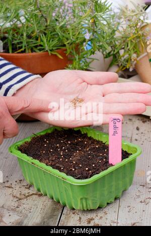 Raphanus sativus 'französisches Frühstück'. Aussaat von Rettichsamen in einem Upcycling-Kunststoff-Futtertablett im Frühjahr. GROSSBRITANNIEN. Stockfoto