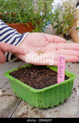 Raphanus sativus 'französisches Frühstück'. Aussaat von Rettichsamen in einem Upcycling-Kunststoff-Futtertablett im Frühjahr. GROSSBRITANNIEN. Stockfoto