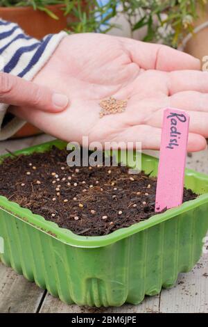 Raphanus sativus 'französisches Frühstück'. Aussaat von Rettichsamen in einem Upcycling-Kunststoff-Futtertablett im Frühjahr. GROSSBRITANNIEN. Stockfoto