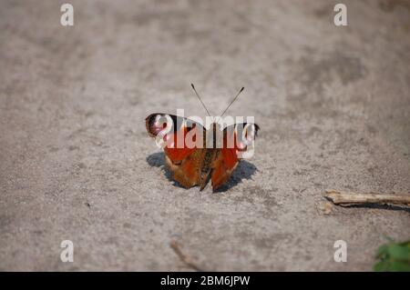 Große schöne braune Schmetterling sitzt der Pflaster Stockfoto