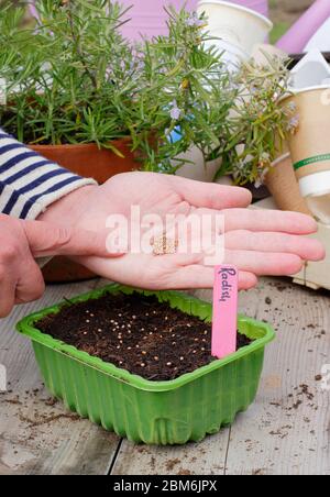 Raphanus sativus 'französisches Frühstück'. Aussaat von Rettichsamen in einem Upcycling-Kunststoff-Futtertablett im Frühjahr. GROSSBRITANNIEN. Stockfoto