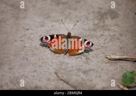 Große schöne braune Schmetterling sitzt der Pflaster Stockfoto