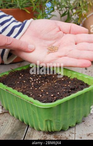 Raphanus sativus 'französisches Frühstück'. Aussaat von Rettichsamen in einem Upcycling-Kunststoff-Futtertablett im Frühjahr. GROSSBRITANNIEN. Stockfoto