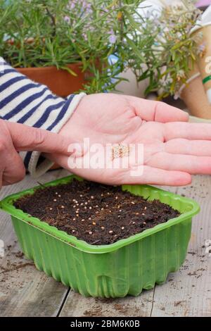 Raphanus sativus 'französisches Frühstück'. Aussaat von Rettichsamen in einem Upcycling-Kunststoff-Futtertablett im Frühjahr. GROSSBRITANNIEN. Stockfoto