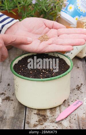 Aussaat von Rettichsamen in einer alten Emailpfanne, um den Einsatz von Kunststoff im Gartenbau zu verringern. Raphanus sativus „Französisches Frühstück“. Stockfoto