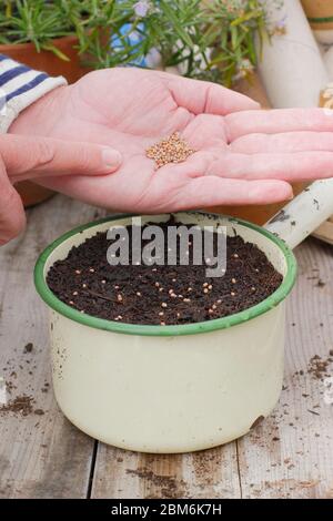 Aussaat von Rettichsamen in einer alten Emailpfanne, um den Einsatz von Kunststoff im Gartenbau zu verringern. Raphanus sativus „Französisches Frühstück“. Stockfoto