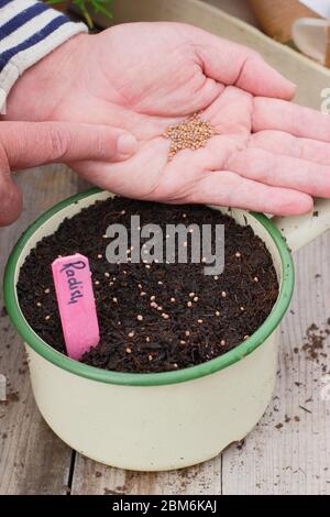 Aussaat von Rettichsamen in einer alten Emailpfanne, um den Einsatz von Kunststoff im Gartenbau zu verringern. Raphanus sativus „Französisches Frühstück“. Stockfoto