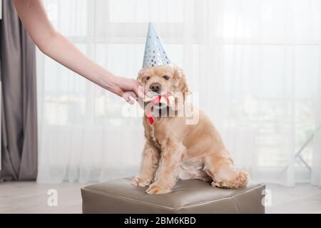 Niedlicher Hund in Kegel Party Hut und rote Krawatte Bogen halten in den Zähnen präsent - Kauknochen mit rotem Band, Geburtstagskind, Hausfeier Stockfoto