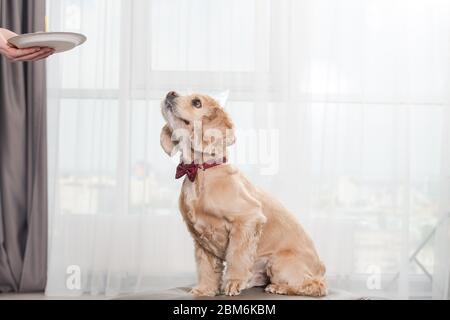 Cocker Spaniel trägt rote Krawatte Schleife innerhalb der Versuchung Blick auf Papierteller in weiblicher Hand mit Kuchen, Hundefutter mit Kerze für Haustier Geburtstag Stockfoto