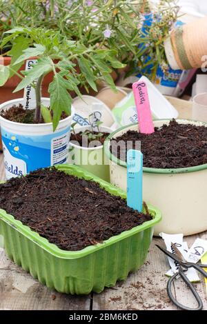 Mit Upcycling Haushaltsgegenstände für die Aussaat von Samen, Pflanzen wachsen und Etiketten - Lebensmittel-Tablett, Joghurttopf, schneiden Margarine Wanne für Etiketten, alte Pfanne ... Stockfoto