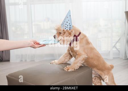 Weibliche Hand geben Hund zu riechen Platte Stockfoto