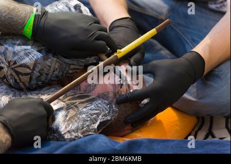 Mann, der sein Gesicht nach der polynesischen Methode tätowiert hat. Bei dieser Methode wird ein Kamm von Nadeln mit dem Stick von Hand auf die Haut eingeklopft. The Lond Stockfoto