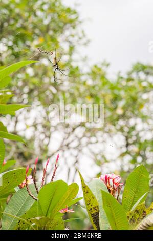 Giant Golden Orb Weaver Spider auf einem Frangipani Baum, Sabah, Malaysia, Borneo Stockfoto