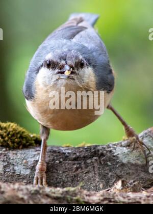 Ein blauer FKK isst Samen auf einem Baumstamm. Ein blauer FKK isst Samen auf einem Baumstamm. Ein Nuthatch isst Samen auf einem Baumstamm. Stockfoto