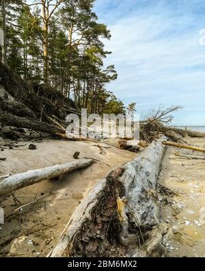 Wilder Blick auf ruhige wolkige Sommernachmittag in Kolka Kap In der Nähe der Ostsee mit umgestürzten Baumstämmen und Muscheln aus der Nähe Stockfoto