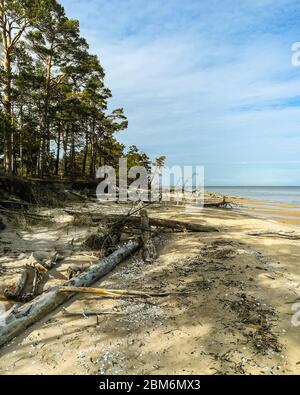 Wilder Blick auf ruhige wolkige Sommernachmittag in Kolka Kap In der Nähe der Ostsee mit umgestürzten Baumstämmen und Muscheln Stockfoto