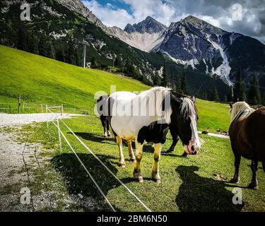 Alpine Ansicht des Tales mit felsigen Berggipfeln im Hintergrund Und Nahaufnahme von mehreren bunten Pferden leuchtend grünes Gras Stockfoto