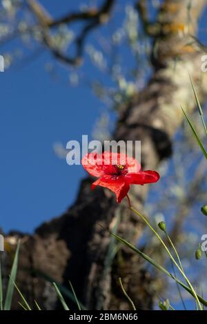 Nahaufnahme der roten Mohnblume vor blauem Himmel und Olivenbaum Hintergrund Stockfoto