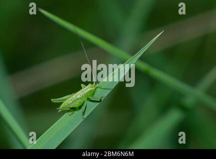 Nahaufnahme von grünen Cricket-Insekten auf einem Grashalm auf verschwommenem Hintergrund Stockfoto