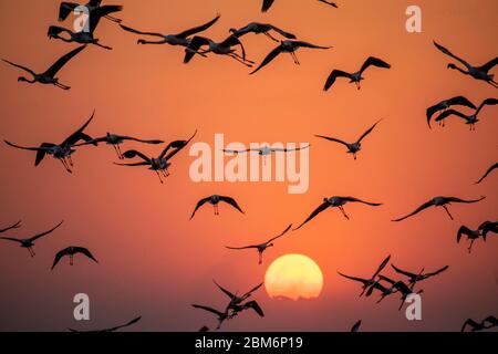 Eine Silhouette von Gruppe von Flamingos fliegen während Sonnenuntergang mit Sünde im Hintergrund Stockfoto