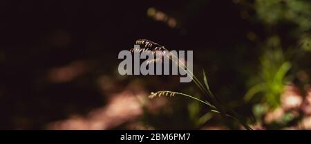 Der Frühling kommt, die Natur wächst. Farben beginnen zu erscheinen, Blumen öffnen ihre Blütenblätter. Stockfoto