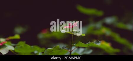 Der Frühling kommt, die Natur wächst. Farben beginnen zu erscheinen, Blumen öffnen ihre Blütenblätter. Stockfoto