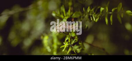 Der Frühling kommt, die Natur wächst. Farben beginnen zu erscheinen, Blumen öffnen ihre Blütenblätter. Stockfoto