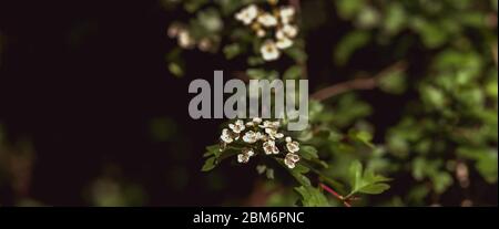 Der Frühling kommt, die Natur wächst. Farben beginnen zu erscheinen, Blumen öffnen ihre Blütenblätter. Stockfoto