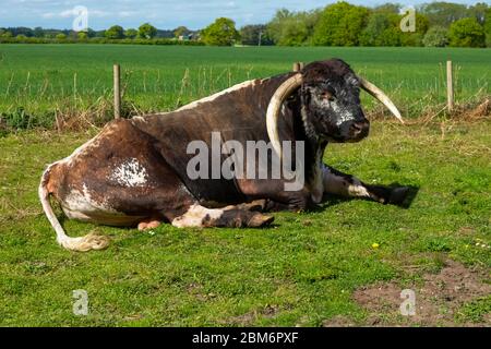 Englischer Longhorn-Stier mit prachtvollen gebogenen Hörnern.(Wissenschaftlicher Name: Bos primigenius) großer brauner und weißer Stier, der sich im Frühlingssonne hinlegt Stockfoto