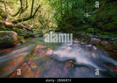 Der Fluss fließt zwischen bunten Kalksteinfelsen und Fallenbaumböden Stockfoto