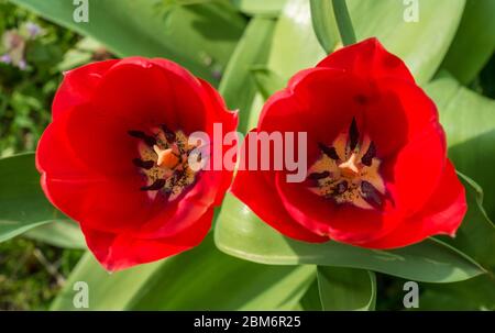Red Garden Tulip (Tulipa gesneriana) viewed from above Stockfoto