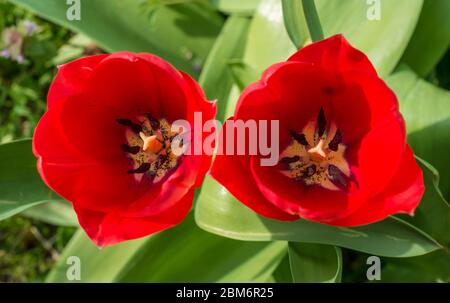 Rote Gartentulip (Tulipa gesneriana) von oben gesehen Stockfoto