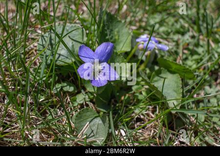 Nahaufnahme der gemeinsamen blauen violetten Wildblumen, die in einem Wohn-Rasen im Frühjahr wachsen Stockfoto