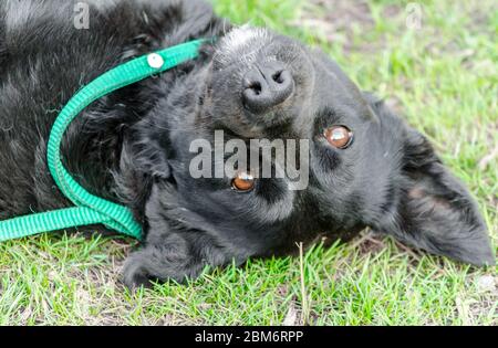 Schwarzer Hund mit Putsch, der kopfüber auf grünem Gras liegt Stockfoto
