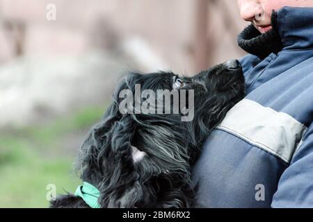 Schwarz langhaarige Hund schaut treu auf eine Frau in Arbeitsuniform Stockfoto