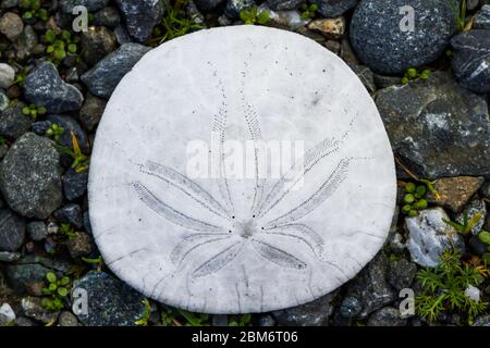 Sand Dollar auch bekannt als Seegusplätzchen, Schnapper Keks oder Stiefmütterchen Schale auf einem felsigen Hintergrund in hellem Sonnenlicht zeigt die schöne Textur und natura Stockfoto