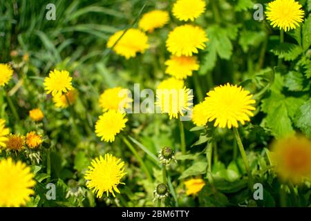 In der Wiese wachsen gelbe Löwenzahn. Blumen im Frühling. Heilende Kräuter. Ethnoscience Stockfoto