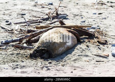 Tote Robben wuschen am Pebble Beach an der Nordkalifornischen Küste Stockfoto