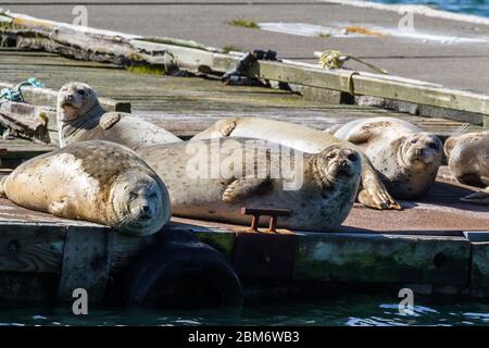 Nahaufnahme eines glücklichen Haufen von Ohrlosen Robben auf den Docks in Gold Beach Harbor und genießen die warme Sonne. Stockfoto