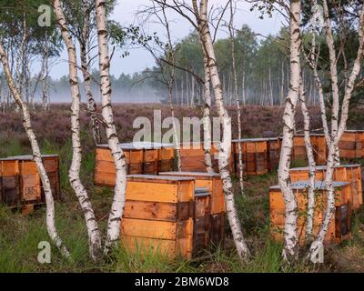Bienenstöcke stehen zwischen den Kiefern auf der Heide früh nebligen Morgen. Stockfoto