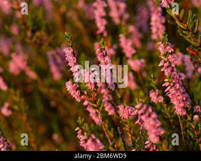 Nahaufnahme der wunderschönen blühenden lila Heidekraut Blume. Selektiver Fokus. Stockfoto