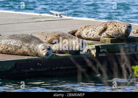 Nahaufnahme eines glücklichen Haufen von Ohrlosen Robben auf den Docks in Gold Beach Harbor und genießen die warme Sonne. Stockfoto