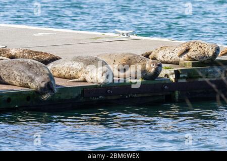 Nahaufnahme eines glücklichen Haufen von Ohrlosen Robben auf den Docks in Gold Beach Harbor und genießen die warme Sonne. Stockfoto