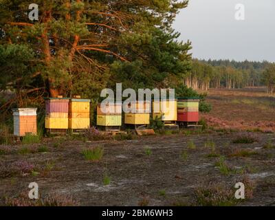 Bunte Bienenstöcke stehen im Wald auf der Heide. Stockfoto