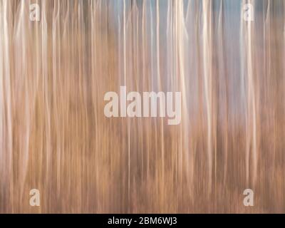 Farbenfrohe verschwommene und abstrakte Hintergründe aus Heide und Wald. Stockfoto