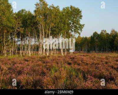 Am frühen Morgen auf der Heide. Erstaunliche violette Farbe der Heidekraut Blume. Wald im Hintergrund. Stockfoto