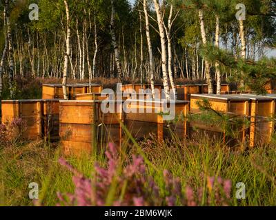 Bienenstöcke zwischen den Kiefern auf der Heide. Licht am frühen Morgen. Selektiver Fokus. Stockfoto