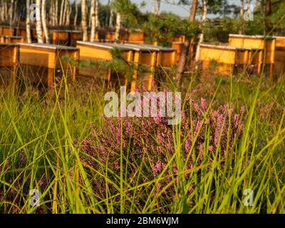 Heidekraut Blumen zwischen Gras. Bienenstöcke im Hintergrund. Selektiver Fokus. Stockfoto