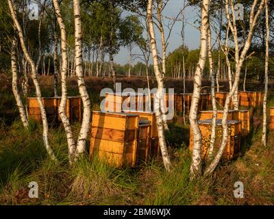 Bienenstöcke zwischen den Kiefern auf der Heide. Licht am frühen Morgen. Stockfoto