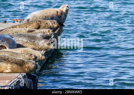 Nahaufnahme eines glücklichen Haufen von Ohrlosen Robben auf den Docks in Gold Beach Harbor und genießen die warme Sonne. Stockfoto